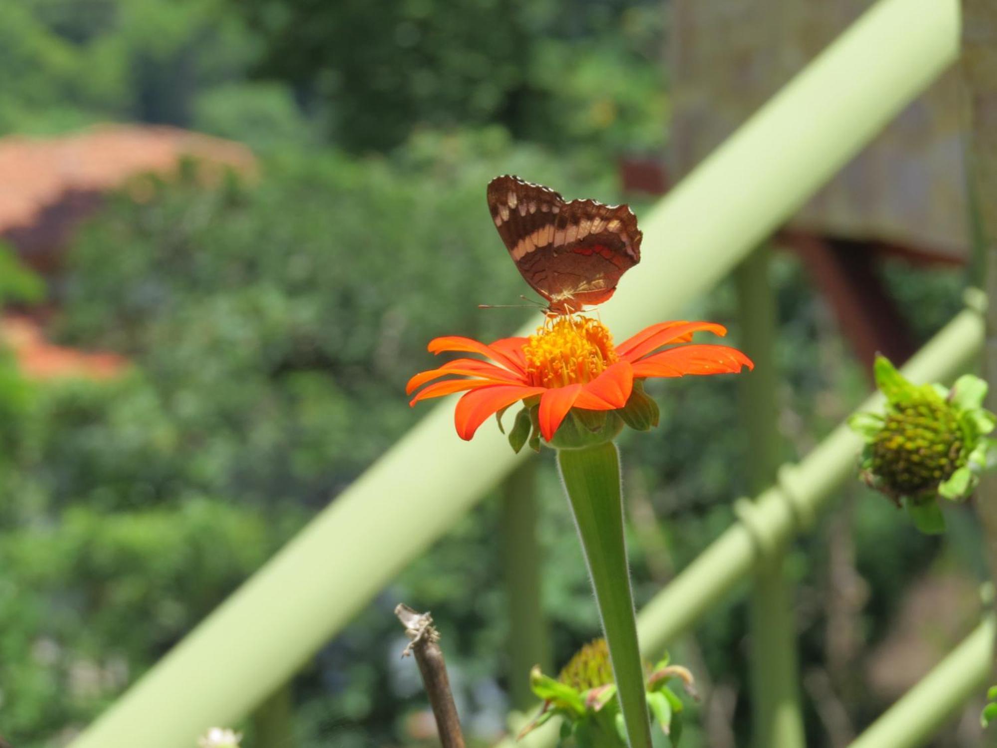 Rose House Manuel Antonio Apartment Quepos Bagian luar foto